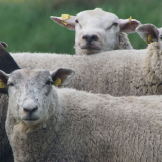 خاروف صغير بلدي رمسي (13–14 كغم)