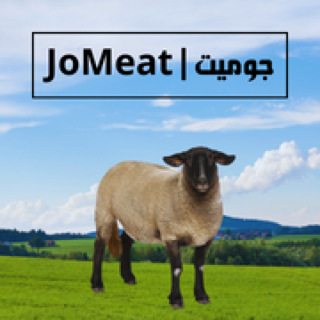 عقيقة خاروف بلدي