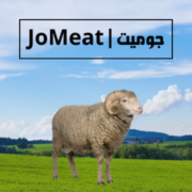 جدي بلدي حي 45- 55 كغم